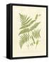 Ferns with Platemark I-null-Framed Stretched Canvas