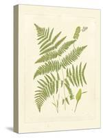 Ferns with Platemark I-null-Stretched Canvas