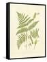 Ferns with Platemark I-null-Framed Stretched Canvas