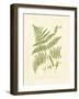 Ferns with Platemark I-null-Framed Art Print