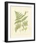 Ferns with Platemark I-null-Framed Art Print