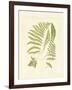 Ferns with Platemark II-null-Framed Art Print