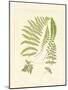 Ferns with Platemark II-null-Mounted Art Print