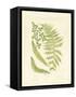 Ferns with Platemark III-null-Framed Stretched Canvas