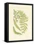 Ferns with Platemark III-null-Framed Stretched Canvas