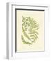 Ferns with Platemark III-null-Framed Art Print