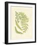 Ferns with Platemark III-null-Framed Art Print