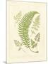 Ferns with Platemark IV-null-Mounted Art Print