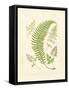 Ferns with Platemark IV-null-Framed Stretched Canvas