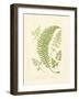 Ferns with Platemark IV-null-Framed Art Print