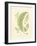 Ferns with Platemark IV-null-Framed Art Print