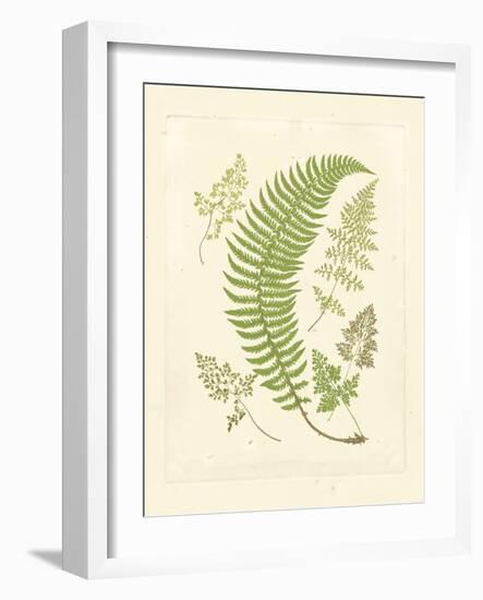 Ferns with Platemark IV-null-Framed Art Print