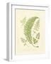 Ferns with Platemark IV-null-Framed Art Print