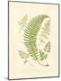 Ferns with Platemark IV-null-Mounted Art Print