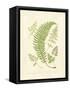 Ferns with Platemark IV-null-Framed Stretched Canvas