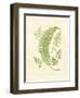 Ferns with Platemark IV-null-Framed Art Print