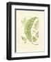 Ferns with Platemark IV-null-Framed Art Print
