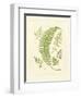 Ferns with Platemark IV-null-Framed Art Print