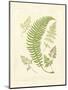 Ferns with Platemark IV-null-Mounted Art Print