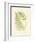 Ferns with Platemark V-null-Framed Art Print