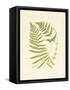 Ferns with Platemark V-null-Framed Stretched Canvas