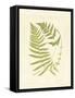 Ferns with Platemark V-null-Framed Stretched Canvas