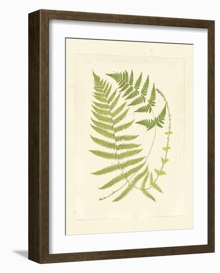 Ferns with Platemark V-null-Framed Art Print