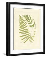 Ferns with Platemark V-null-Framed Art Print