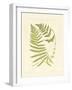 Ferns with Platemark V-null-Framed Art Print