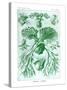 Ferns-Ernst Haeckel-Stretched Canvas