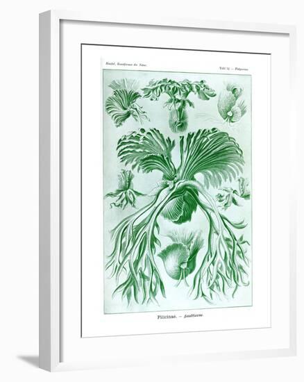 Ferns-Ernst Haeckel-Framed Art Print