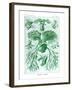 Ferns-Ernst Haeckel-Framed Art Print