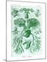 Ferns-Ernst Haeckel-Mounted Art Print