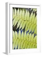 Ferns-Robert Harding-Framed Photographic Print