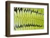 Ferns-Robert Harding-Framed Photographic Print