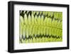 Ferns-Robert Harding-Framed Photographic Print