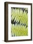 Ferns-Robert Harding-Framed Photographic Print