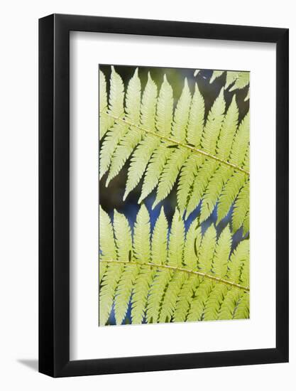 Ferns-Robert Harding-Framed Photographic Print