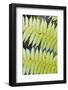 Ferns-Robert Harding-Framed Photographic Print