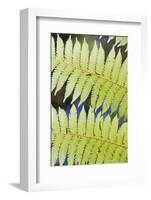 Ferns-Robert Harding-Framed Photographic Print