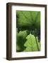 Ferns-Art Wolfe-Framed Photographic Print