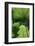 Ferns-Art Wolfe-Framed Photographic Print