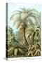 Ferns-Ernst Haeckel-Stretched Canvas