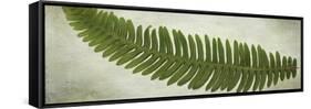 Ferns-Viviane Fedieu Daniel-Framed Stretched Canvas