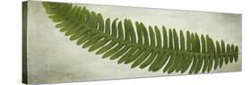 Ferns-Viviane Fedieu Daniel-Stretched Canvas