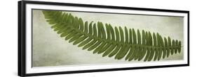 Ferns-Viviane Fedieu Daniel-Framed Giclee Print