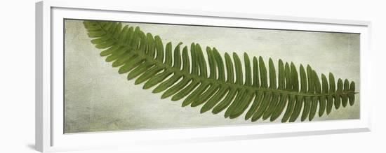 Ferns-Viviane Fedieu Daniel-Framed Giclee Print