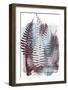 Ferny Fronds I-Myriam Tebbakha-Framed Giclee Print