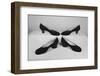 Ferragamo Shoes-David Lees-Framed Photographic Print