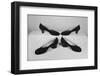Ferragamo Shoes-David Lees-Framed Photographic Print